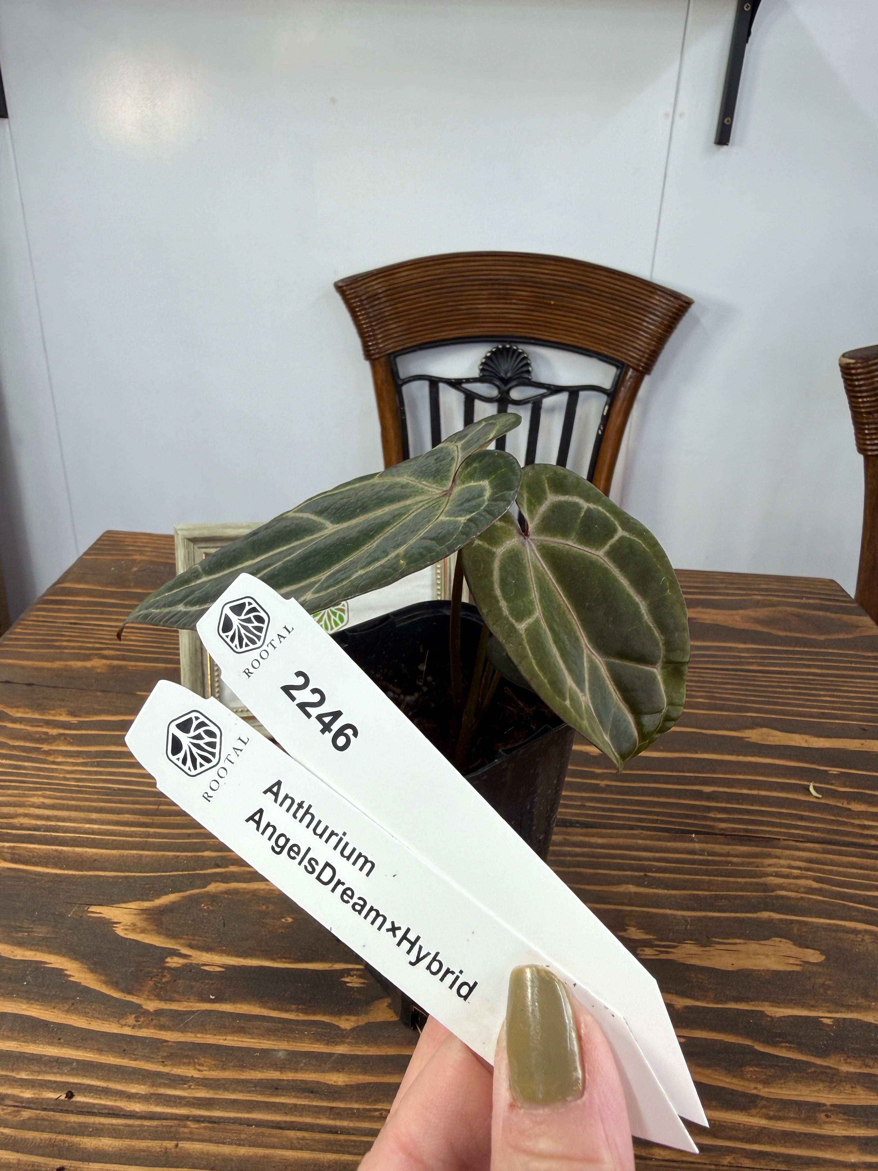 週末セール！【レア品種】アンスリウム グアピート Guapito アンスリウム Anthurium 'Dark Phoenix' – RARE PLANTS JAPAN (レア
