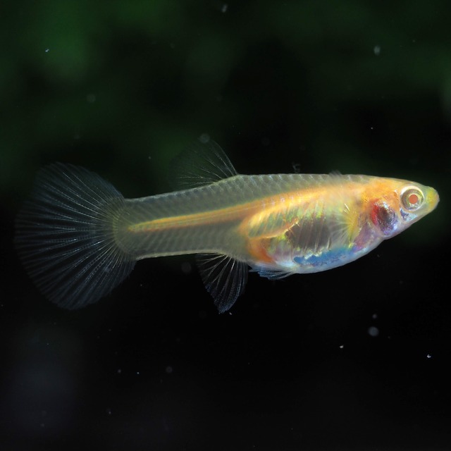 RREAモスコーピンクリボン 若魚1カルテット＋おまけ1ペア＋リボンオス1匹