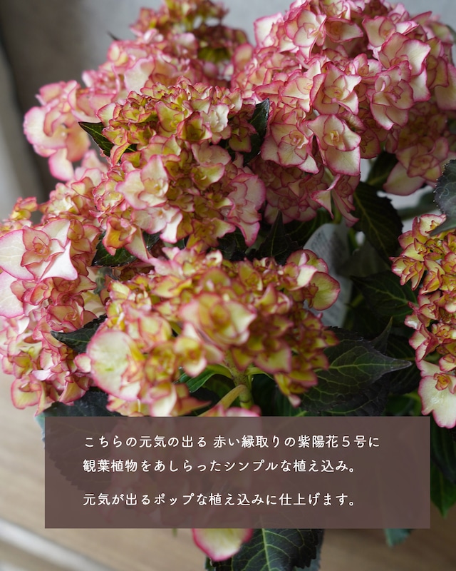 ★再掲載【母の日ギフト・送料込み】紫陽花ユーミーの植え込み　 器選べます