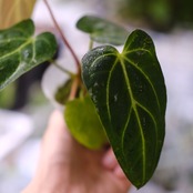 アンスリウム・レガレ / Anthurium Regale⑫│観葉植物