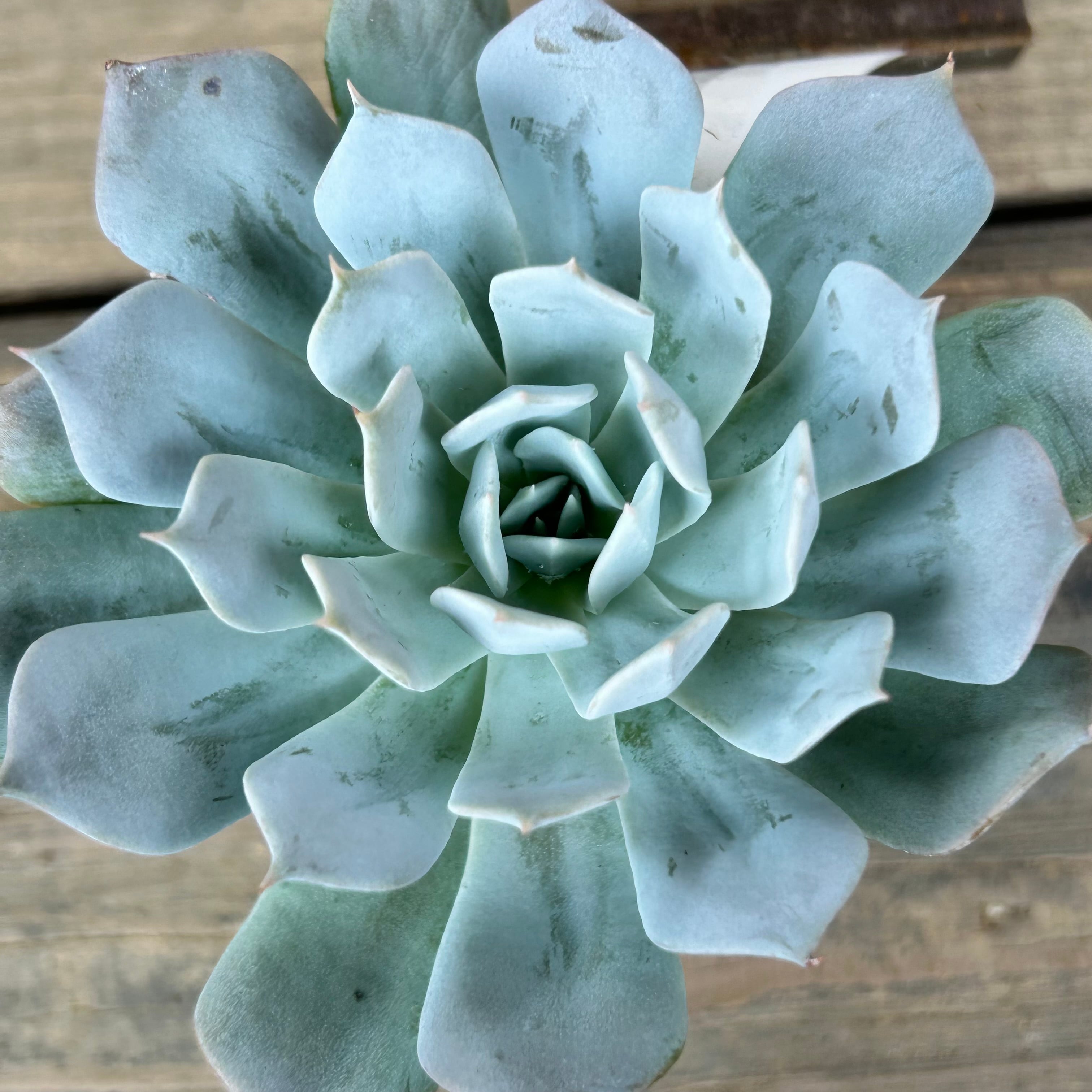 ブルークラウド | RuPo 多肉植物専門店