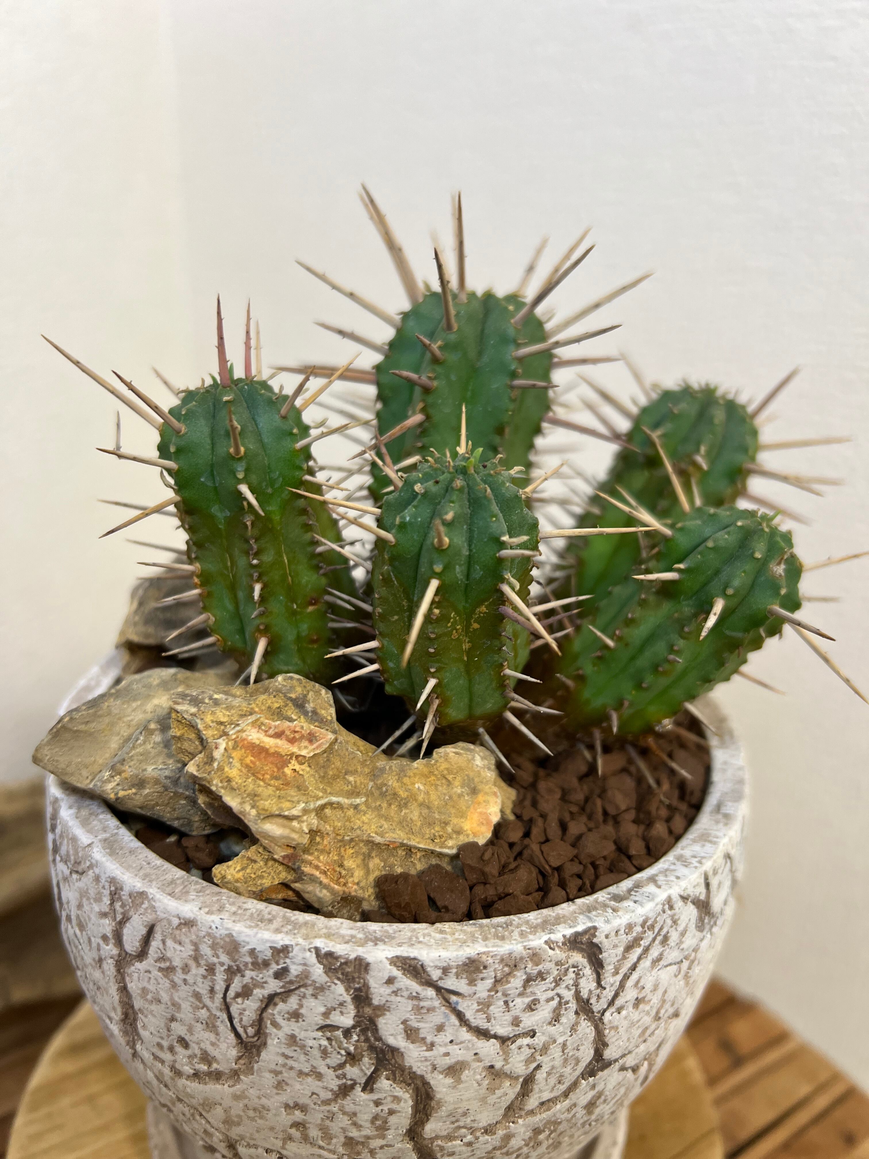 ユーフォルビア フェロックス