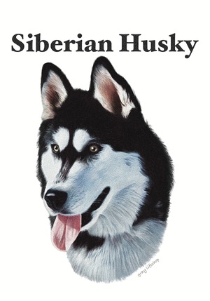 gray original Dog face &breed printed S/S TEE［Shiberian Husky］