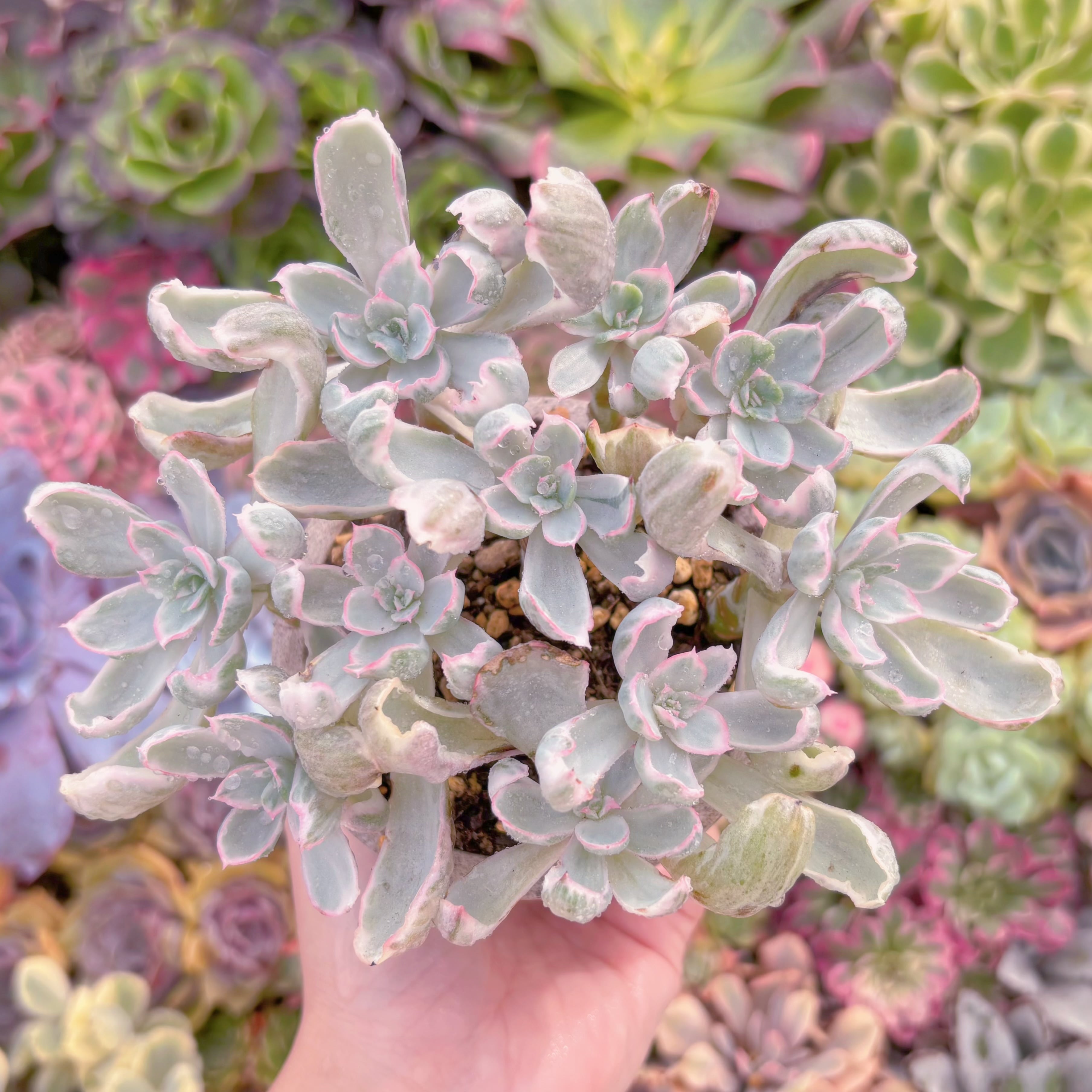 現品　パークリライト#A093　群生　るる農園