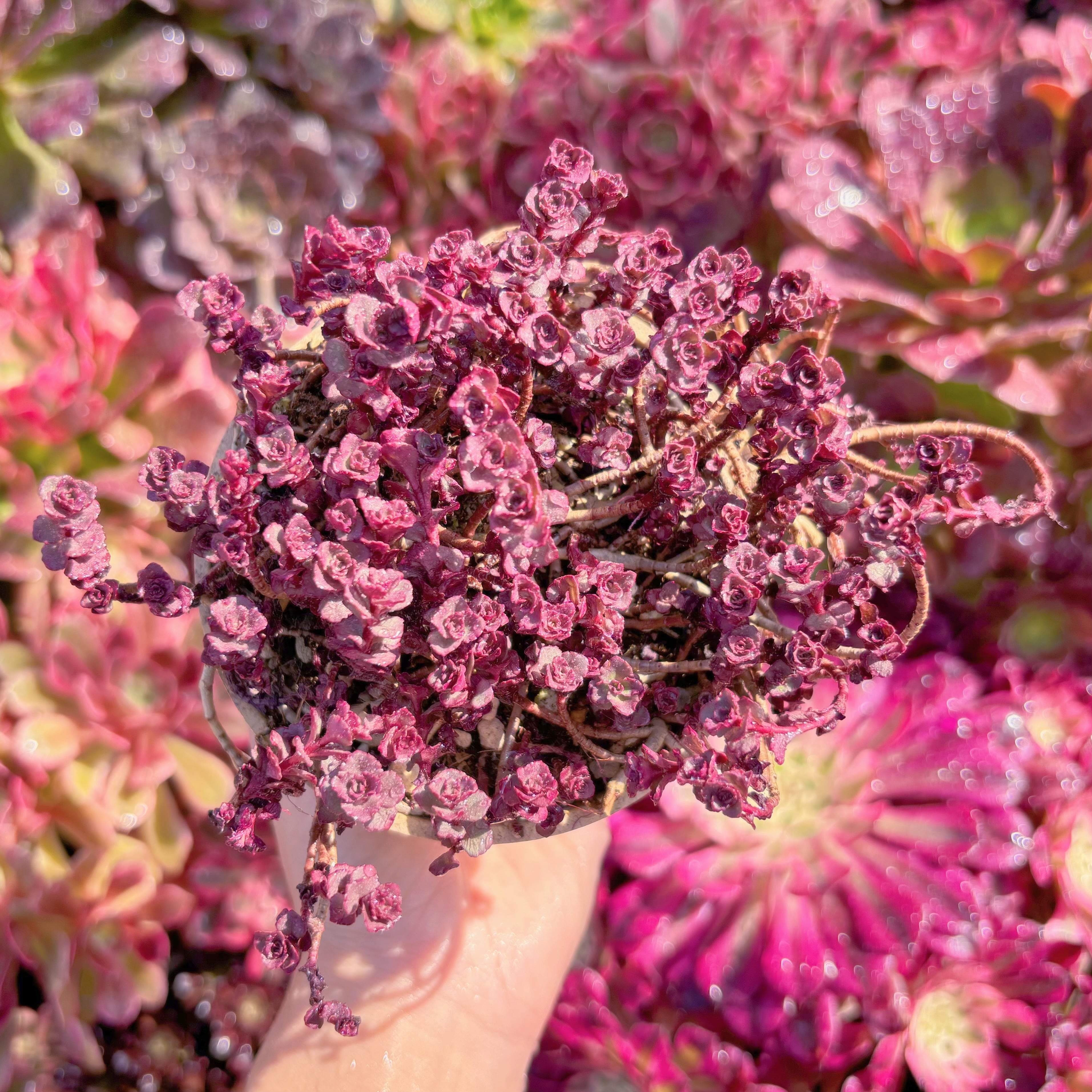 多肉植物　Dragon's Blood　新入荷　るる農園