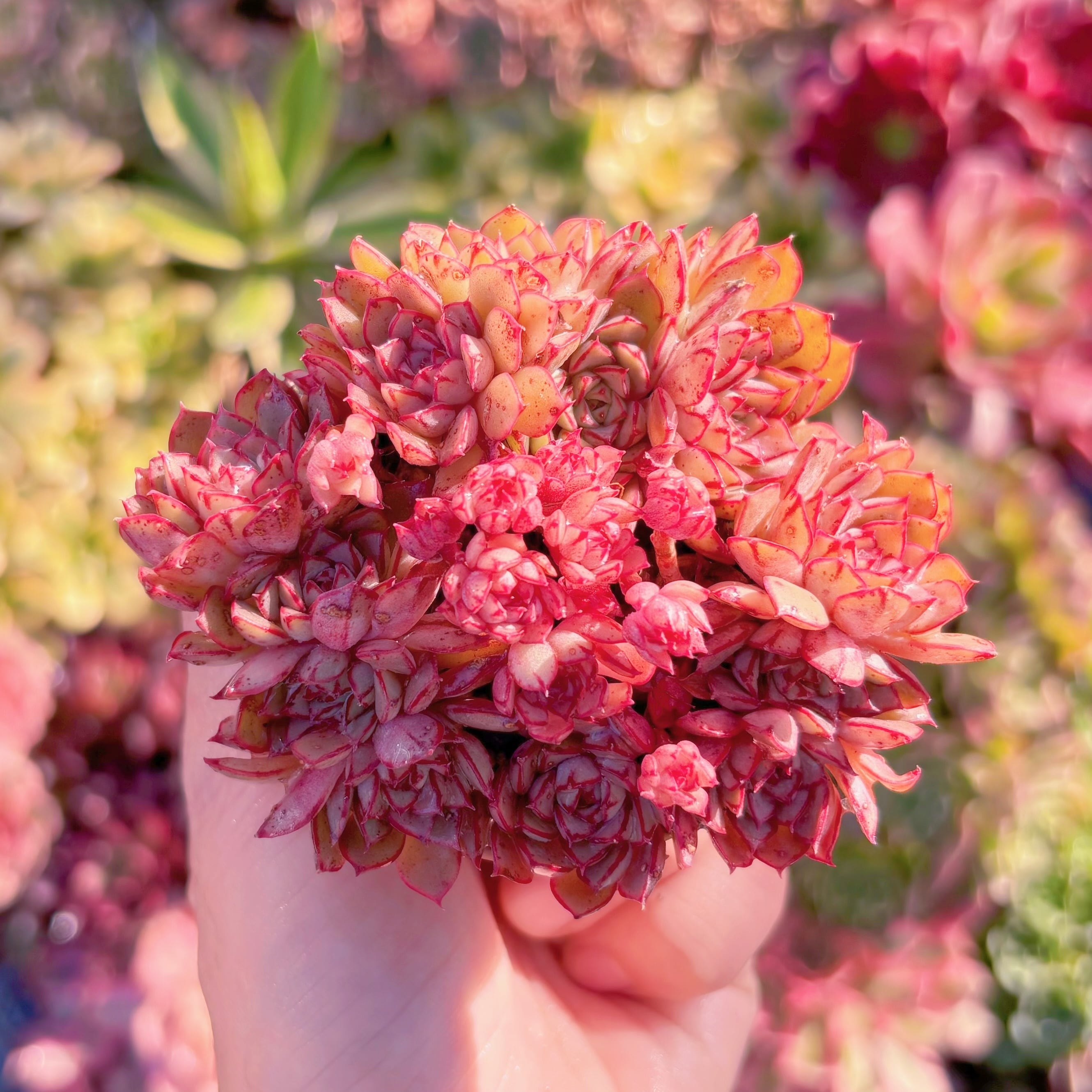 多肉植物　シンデレラ　群生　新入荷　るる農園