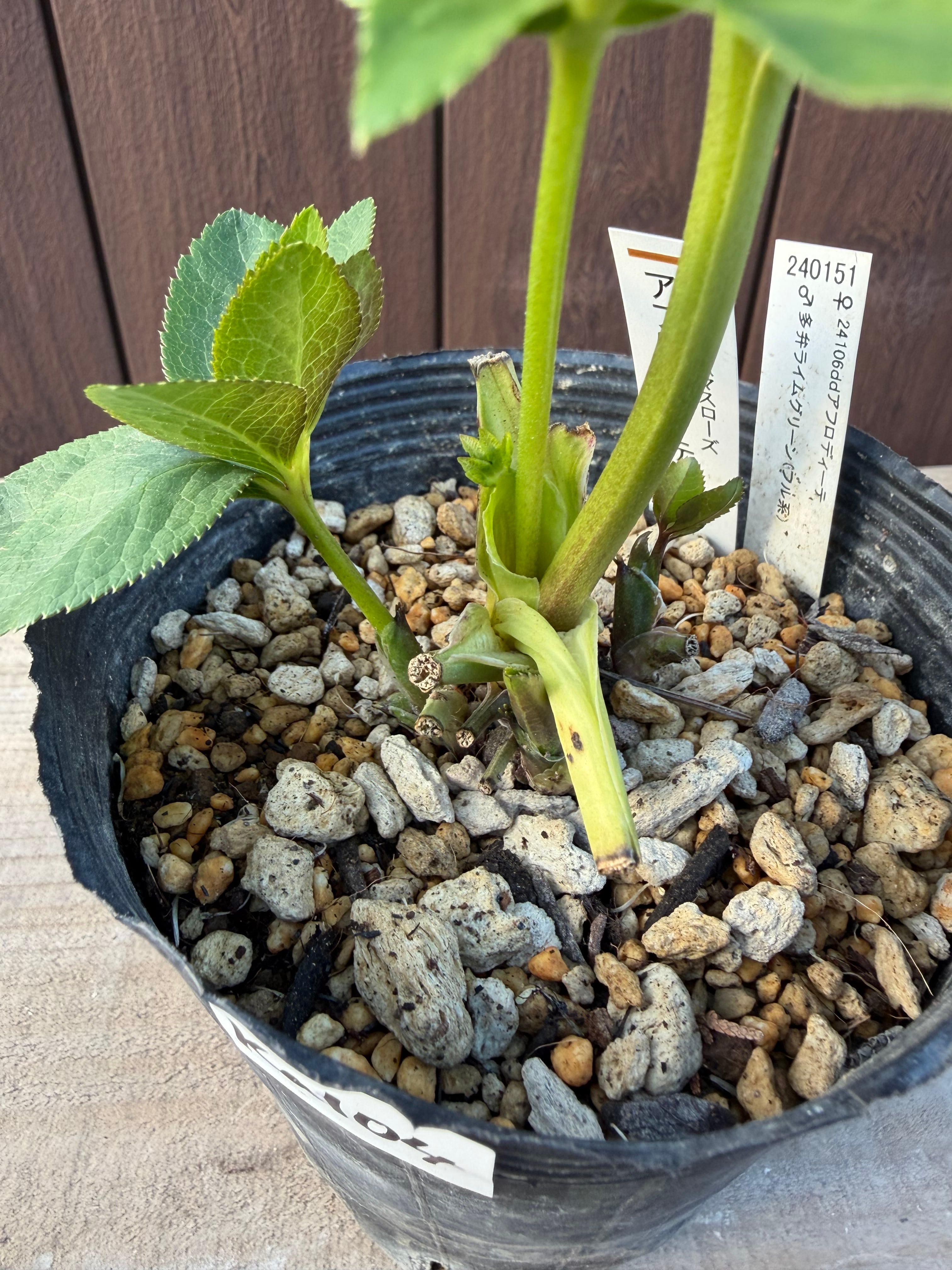 特Aアフロディーテ フル系交配 加藤農園 クリスマスローズ【Ka104