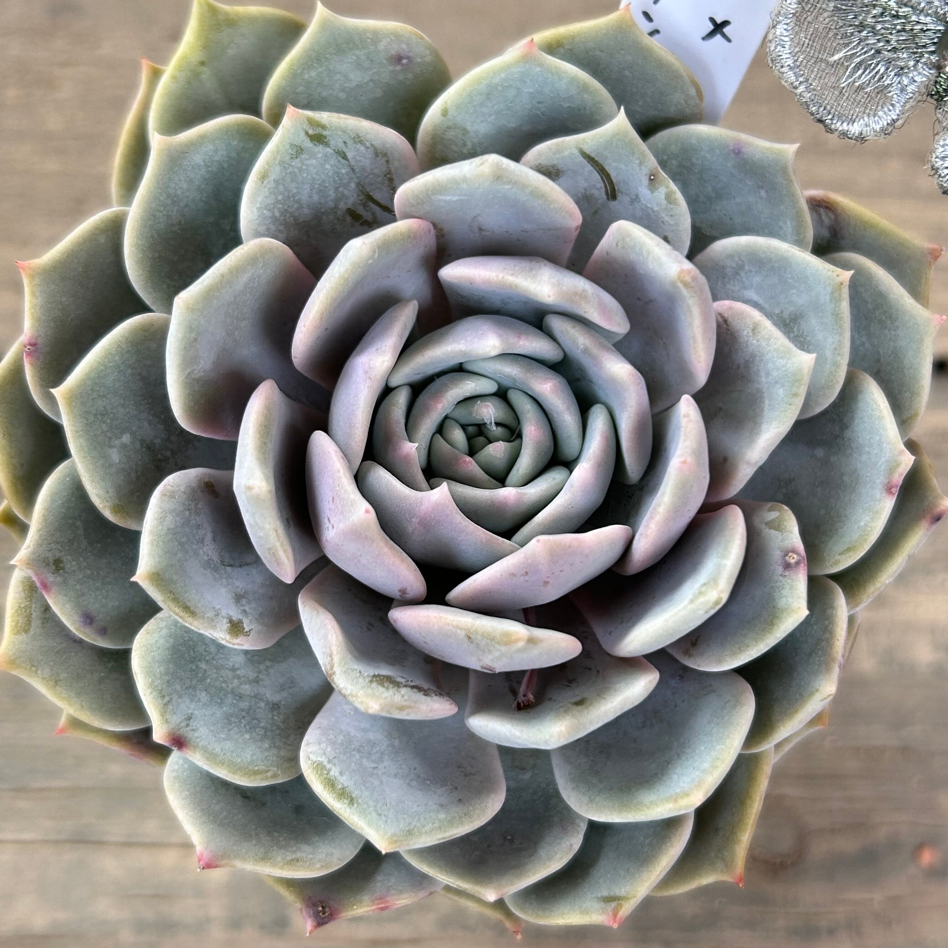 モンロー×モンブラン | RuPo 多肉植物専門店