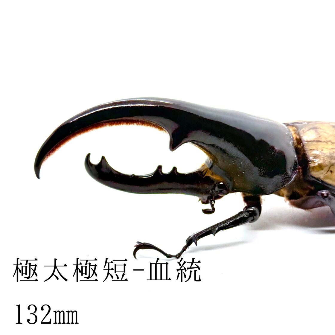 132㎜ / 成虫 / オス / ヘラクレスオオカブト | PAY ID