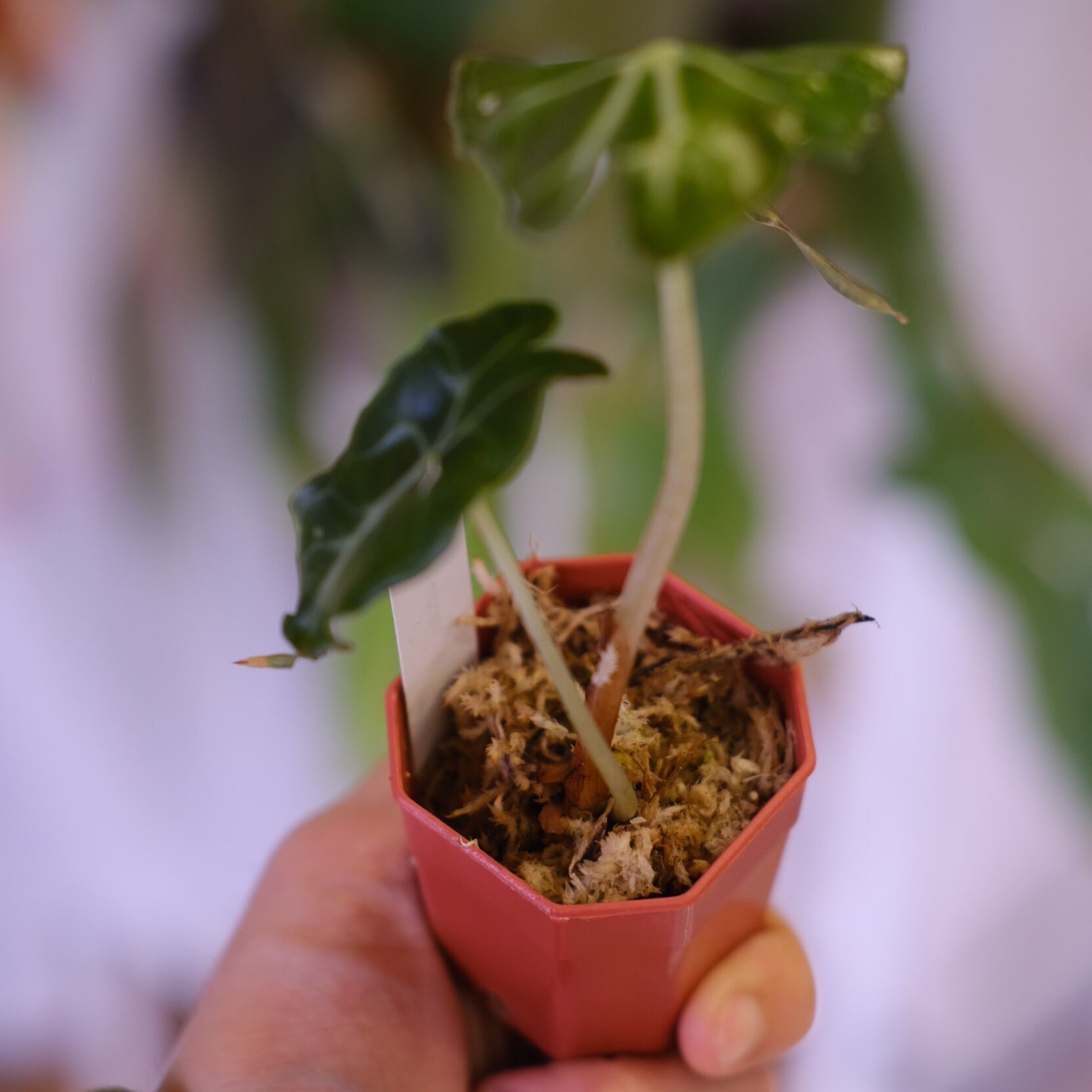 Alocasia 'Venom'│アロカシア・ヴェノム②│観葉植物 | tokyoplants