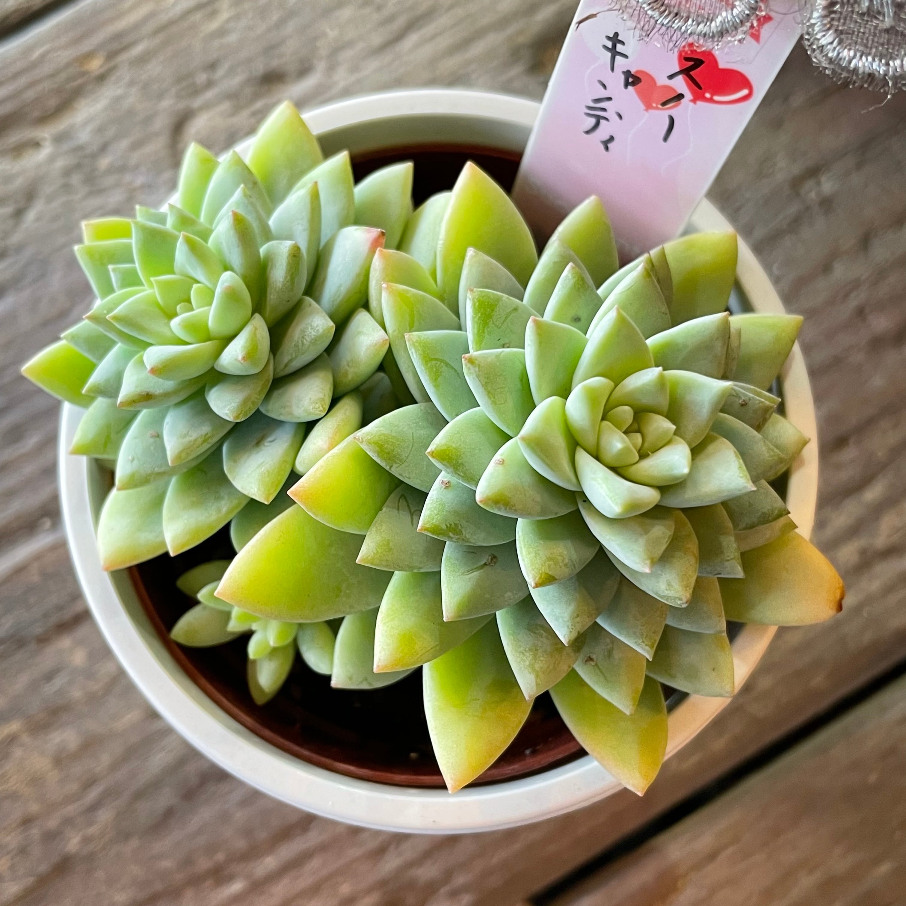 スノーキャンディ | RuPo 多肉植物専門店