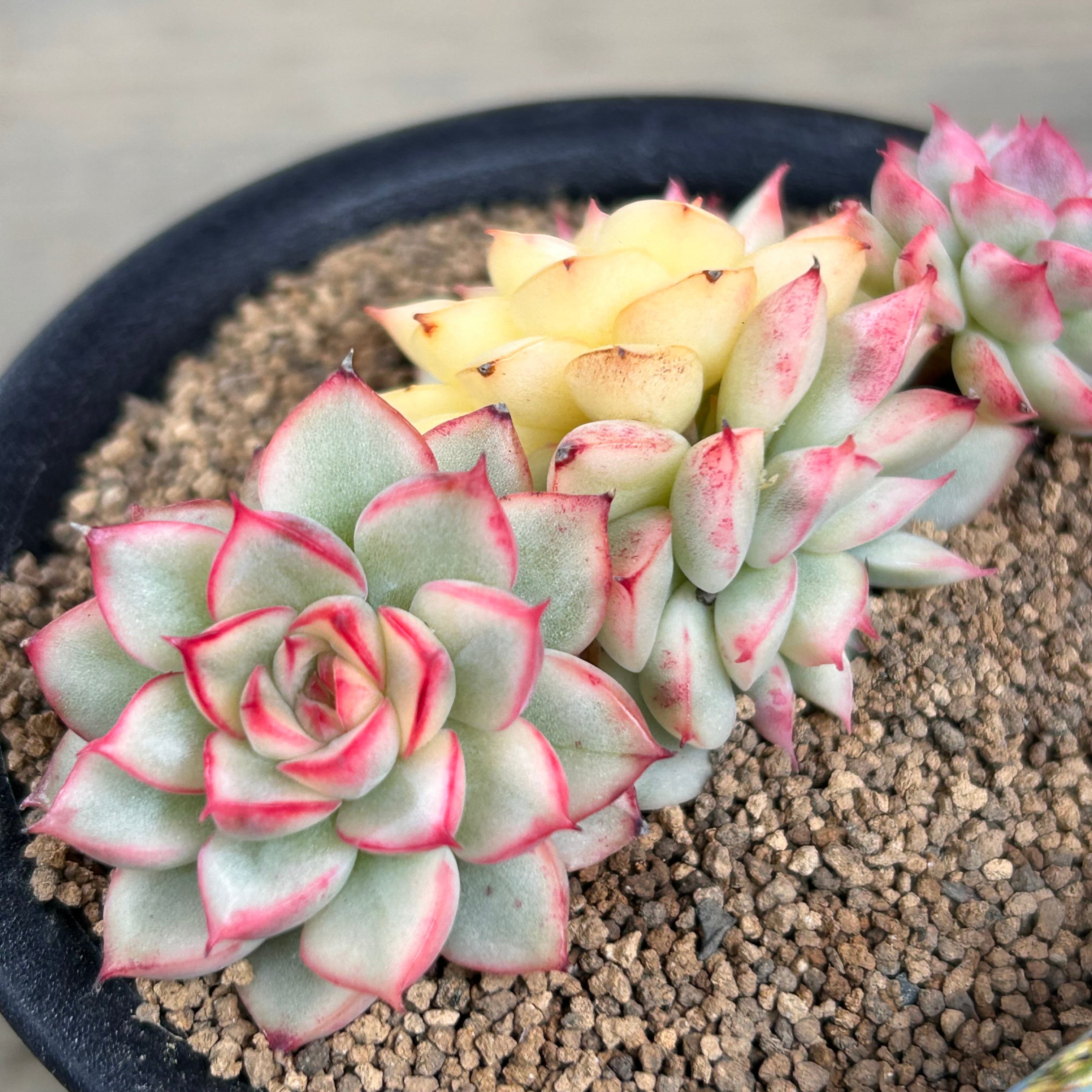 メビナ錦(お一つのお値段です | RuPo 多肉植物専門店