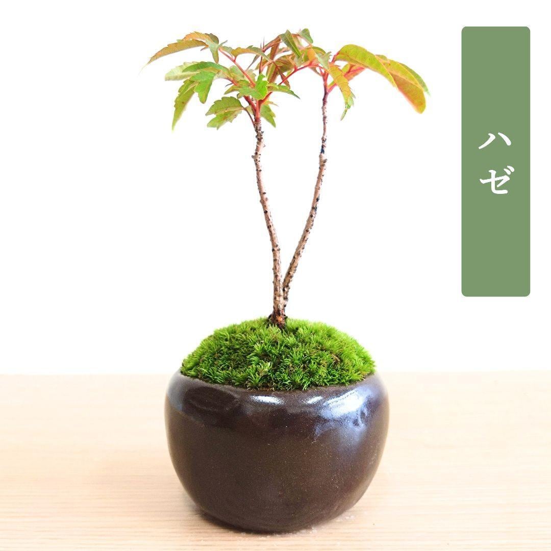 POTOCO 唐楓 カエデ 観葉植物 ストライプ 陶器鉢 盆栽 小品盆栽 苔玉