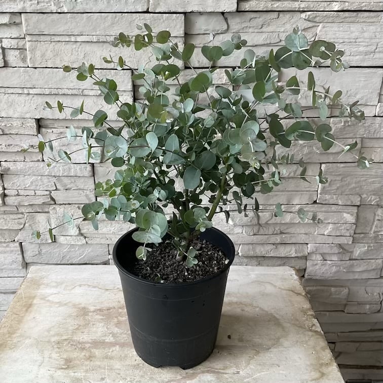 大きめ　ユーカリ　シルバードロップ　鉢植え　苗　苗木　シンボルツリー ユーカリ シルバードロップ 7寸鉢 | 橋本種苗園