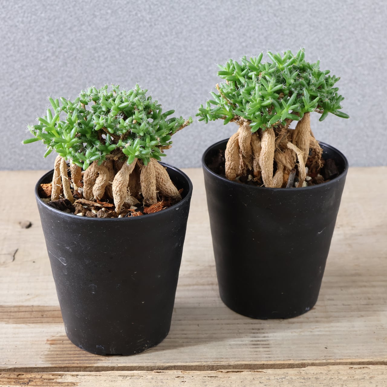 多肉植物 アエオニウム 孔雀白錦 美苗 #孔3 | Pay ID