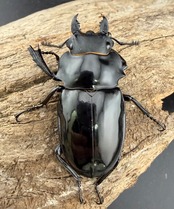 【WD】《インターメディアツヤクワガタ ネグロス島産 96mm ペア》