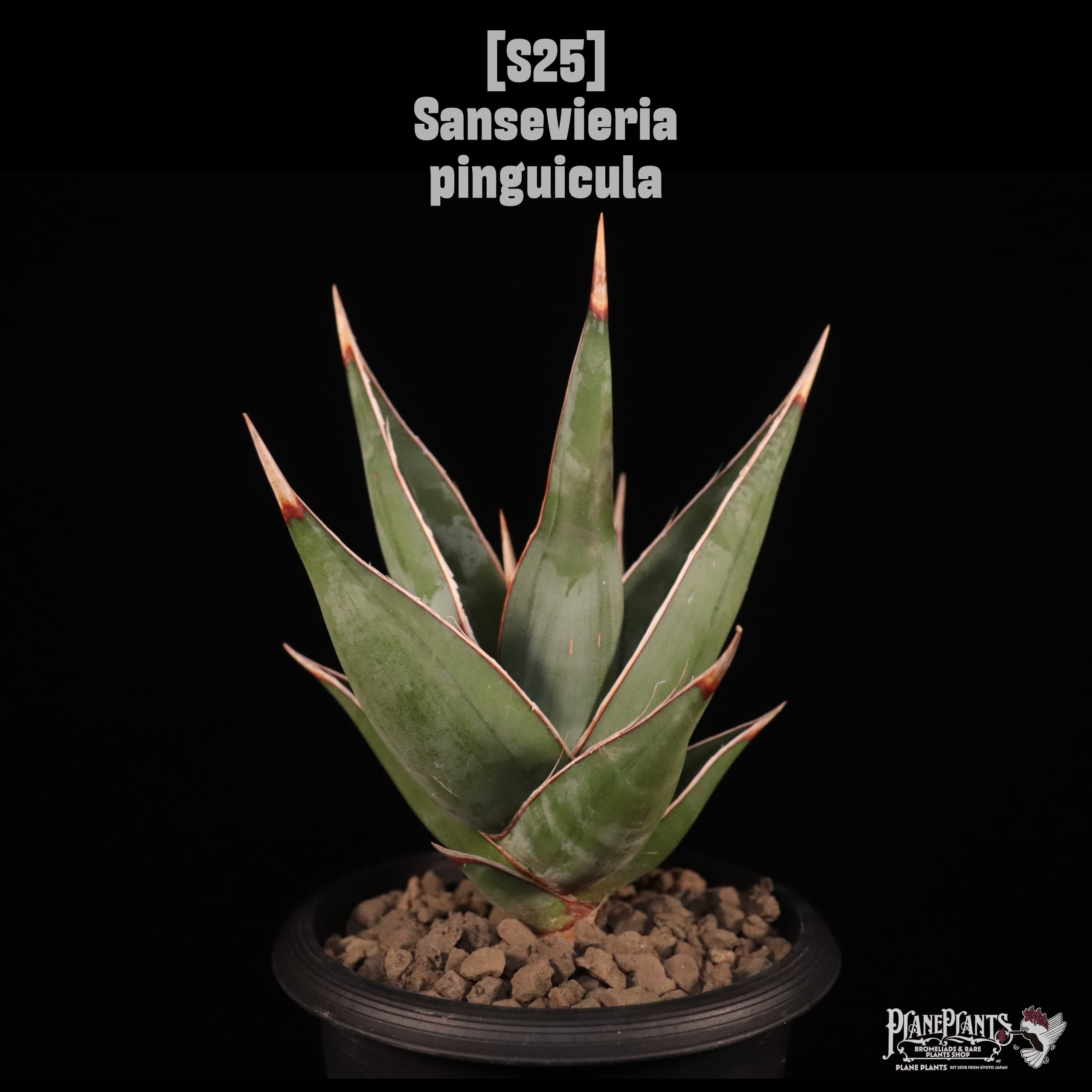 【送料無料】Sansevieria pinguicula〔サンセベリア〕現品発送S25