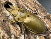 【WD】《モーレンカンプオウゴンオニ 53mm ペア》