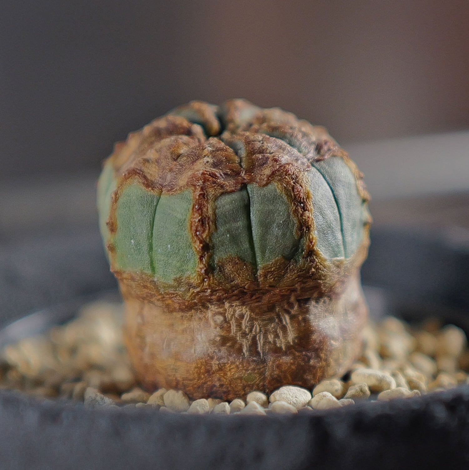 【超厳選株】木質化 超マイクロ オベサ / ユーフォルビア