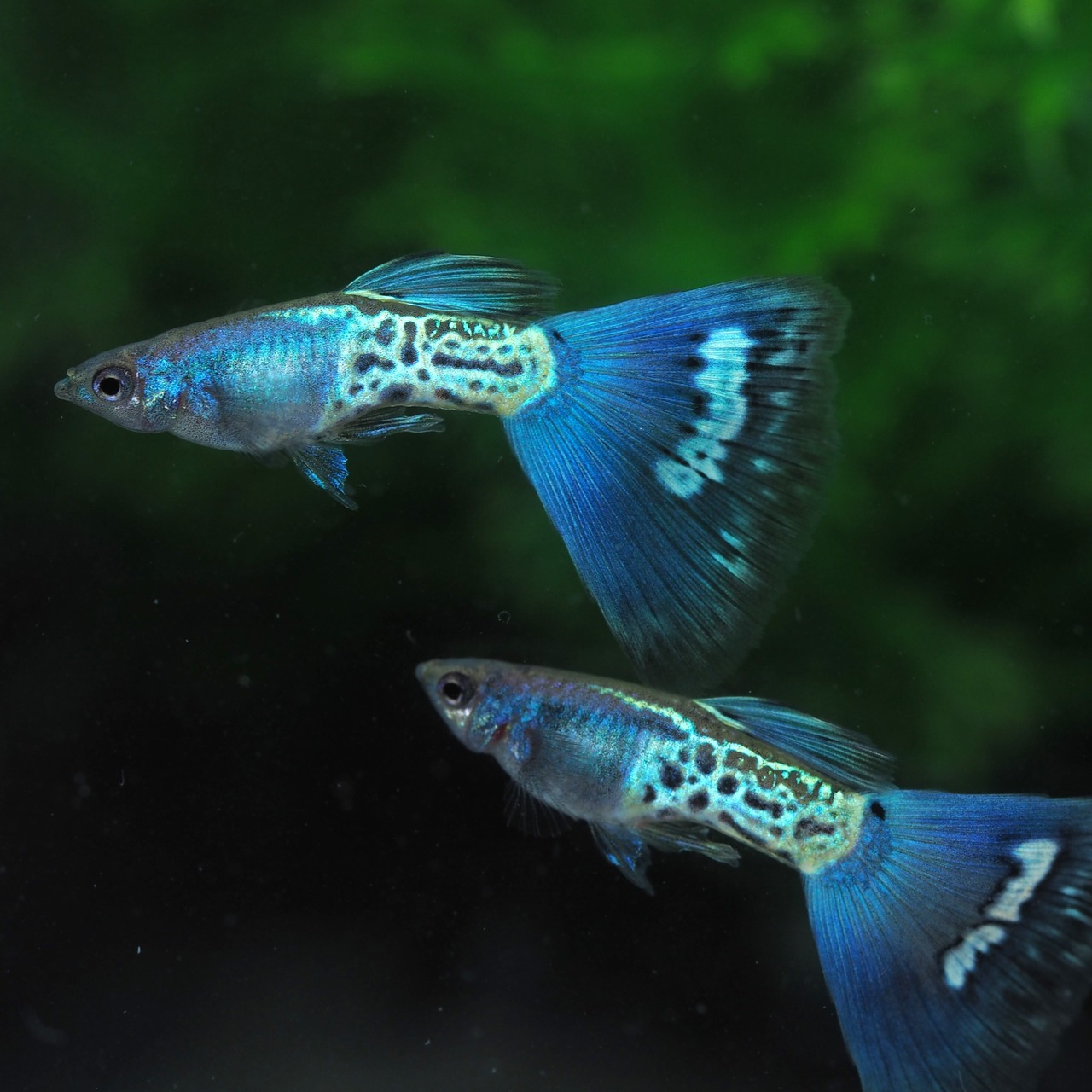 メタルブルーテール　若魚1ペア