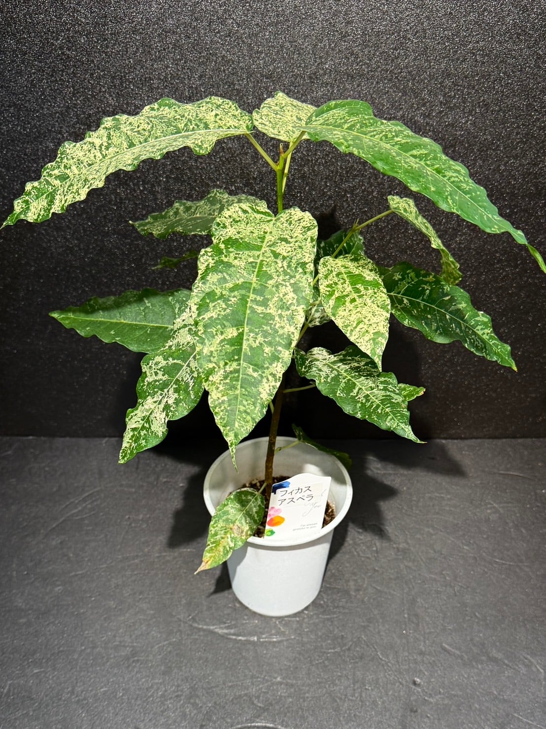 アスペラパーセリー フィカス 観葉植物 3.5号 | 観葉植物と雑貨