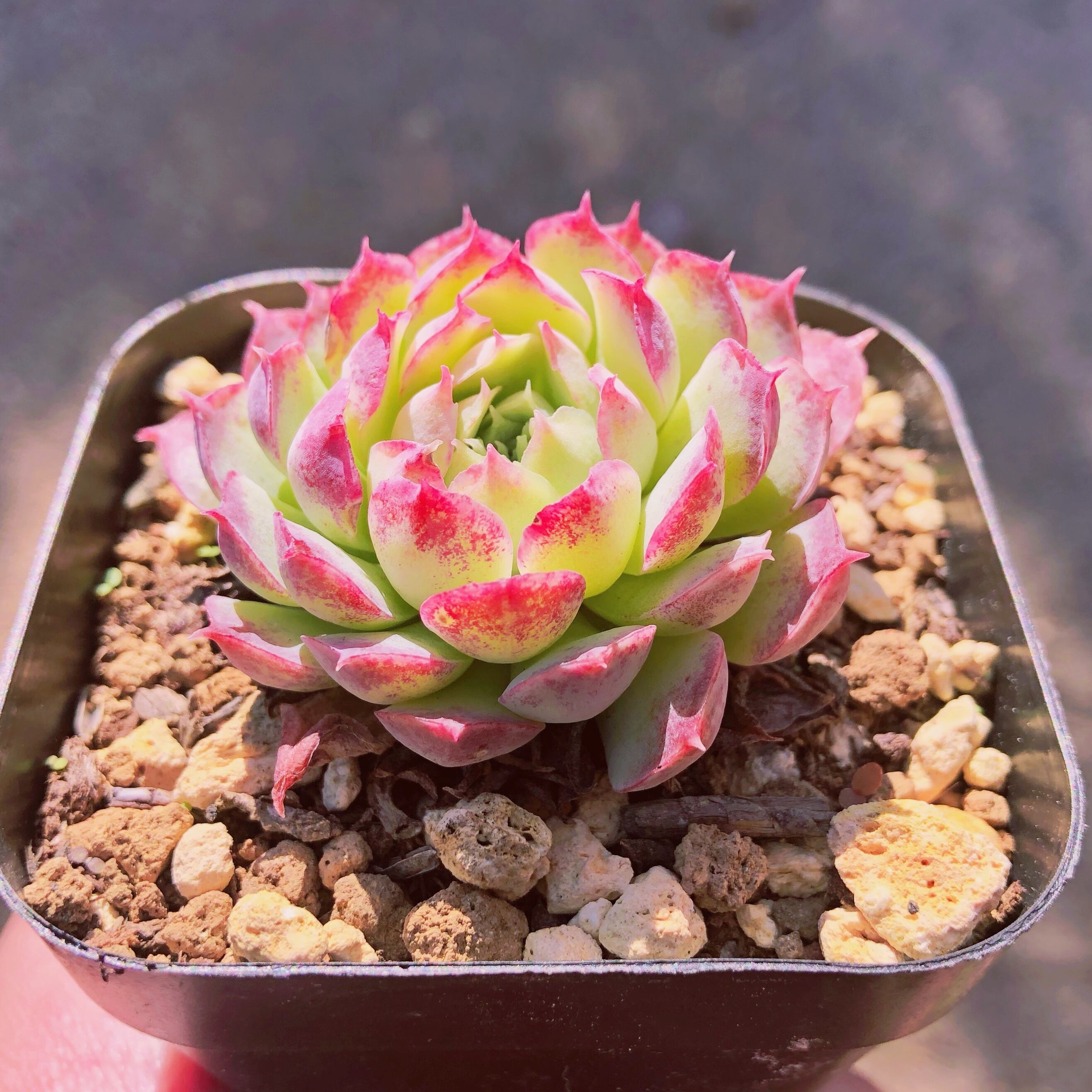 多肉植物　シャイルローズ　抜き苗