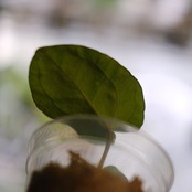 【希少】Anthurium Ace of Spades / アンスリウム エース オブ スペード