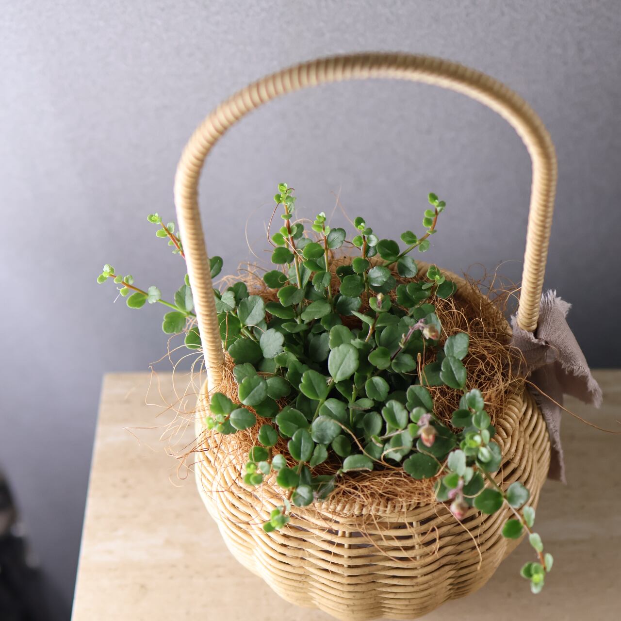 202 再入荷！『アリ植物 アンソリザ・ブラクテオサ Anthorrhiza