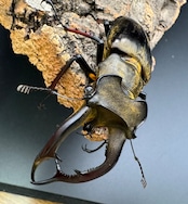 【WD】《チェンミヤマ シガツェ産 72.5mm A'品ペア》