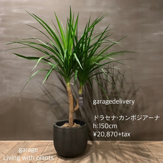 観葉植物 Garage Nagoya
