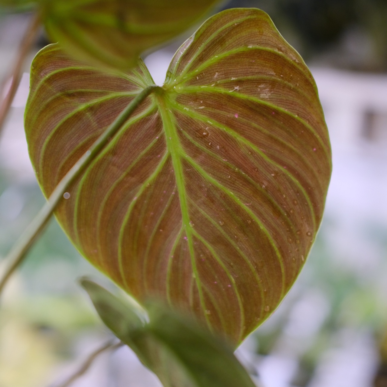 フィロデンドロン エルチョコレッド / Philodendron "El Choco Red"⑧ / 観葉植物<育て方・花言葉>