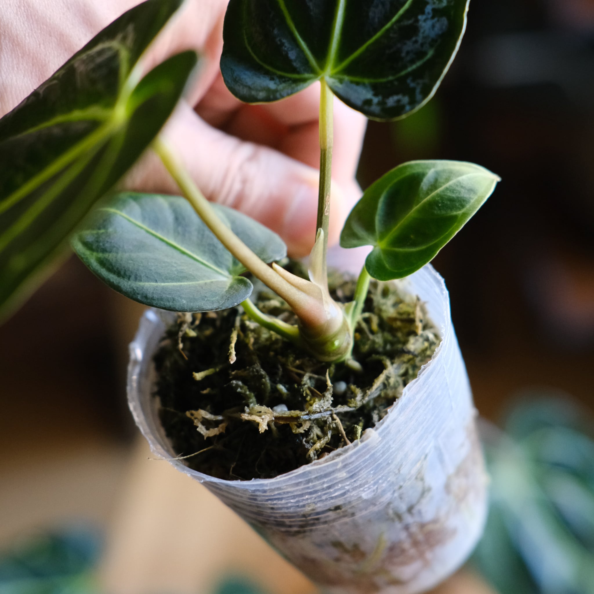 SELECT STOCK> Anthurium Regale｜アンスリウム・レガレ｜観葉植物
