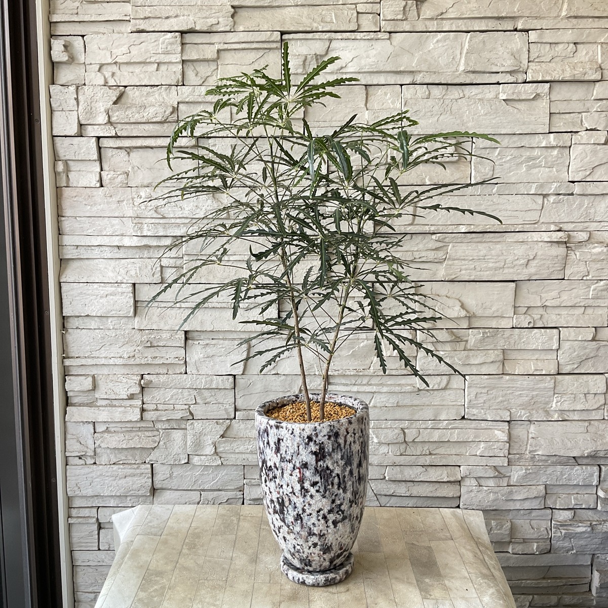 観葉植物】アラレア 陶器鉢植え | 橋本種苗園