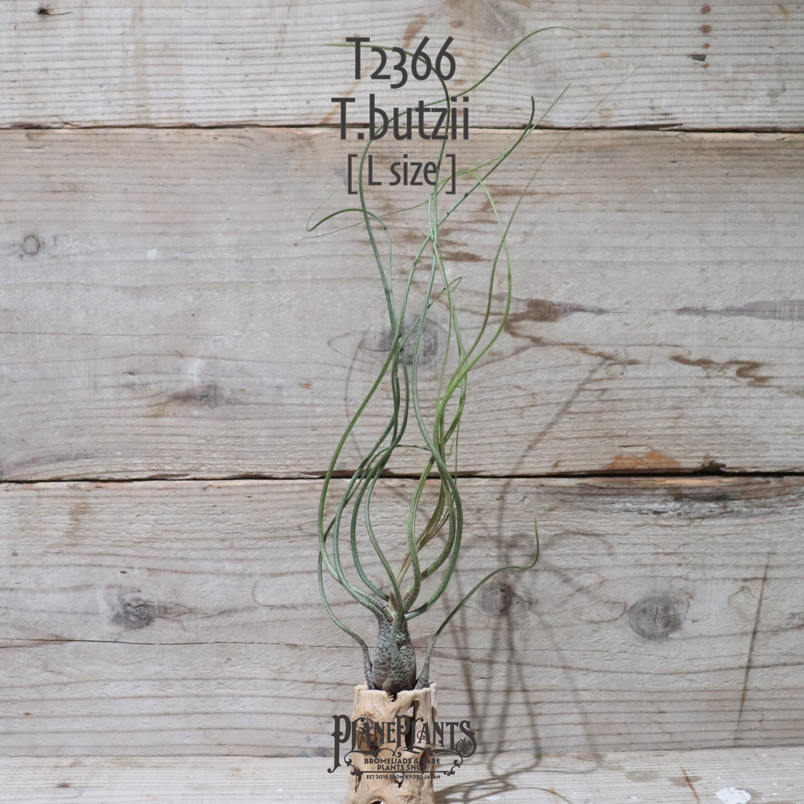 【送料無料】ブッツィー L 〔エアプランツ〕現品発送T2366