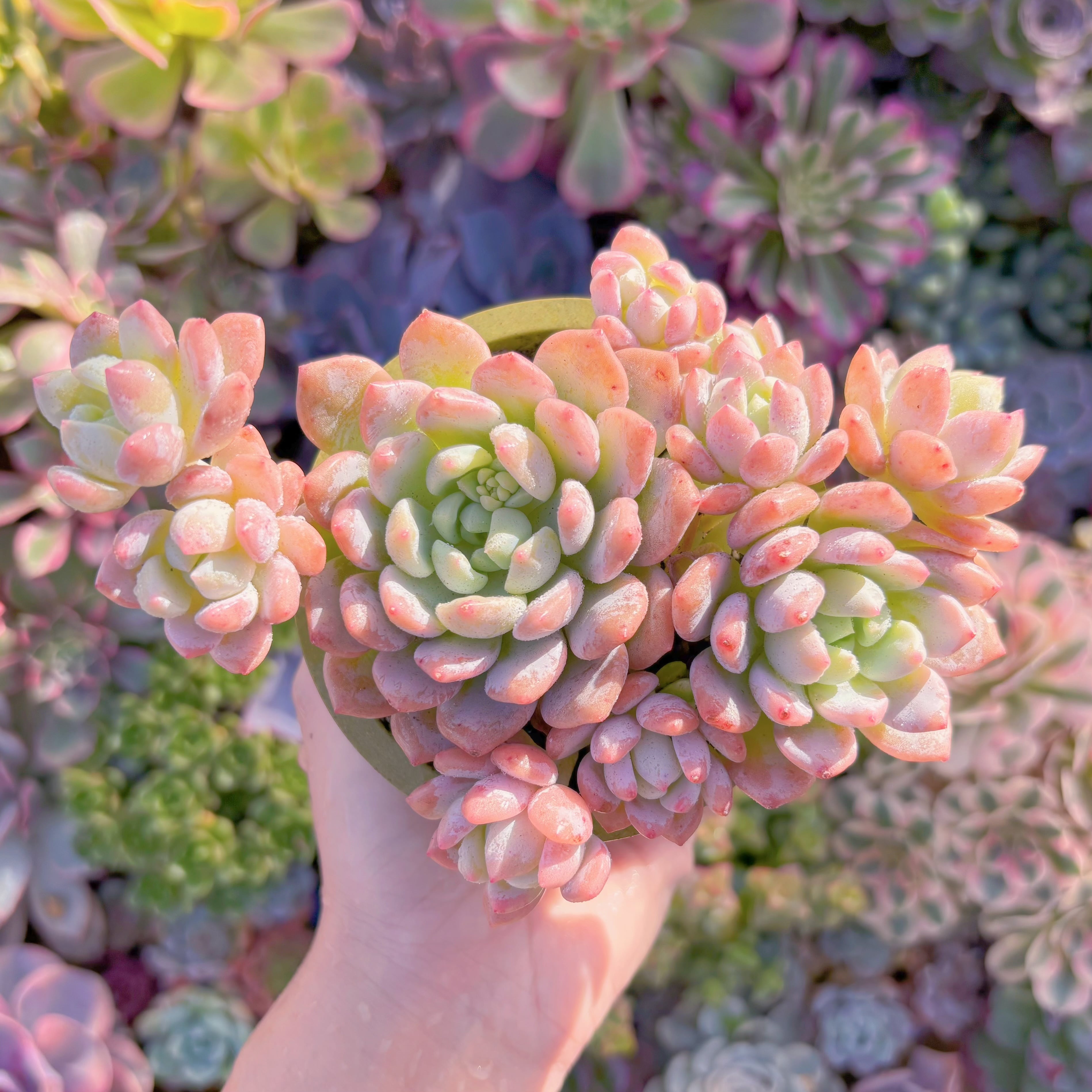 現品　プロリフェラxラウル#573　群生　るる農園