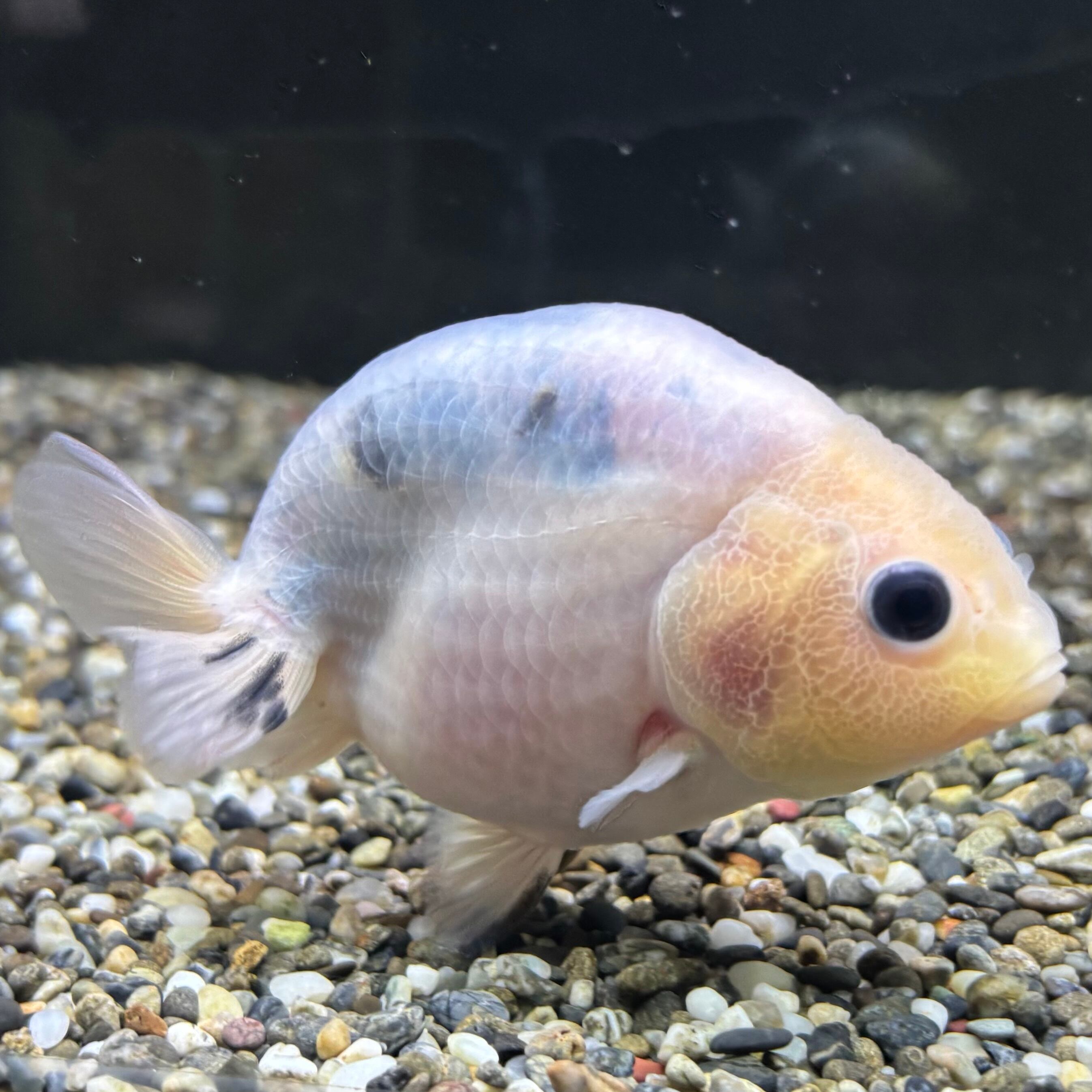 らんちゅう他 s-l1200.jpg