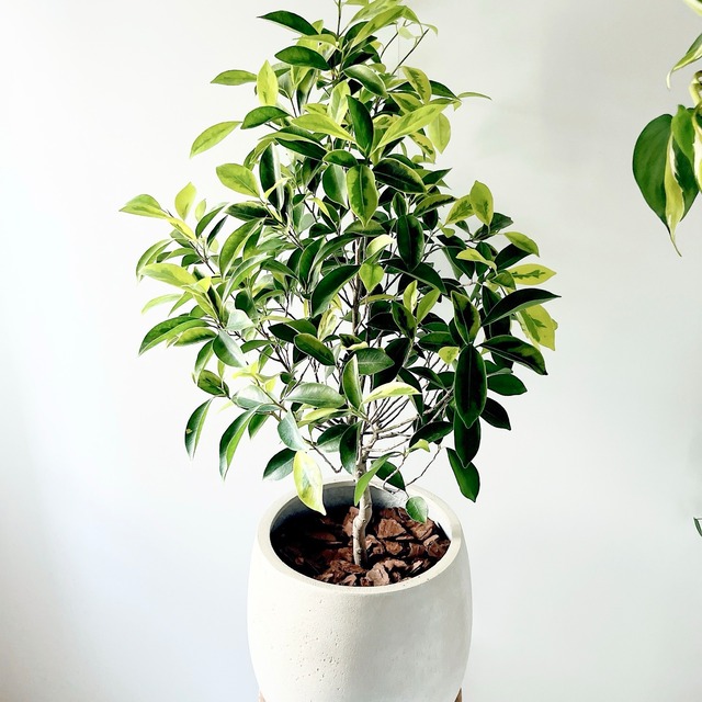 テラニアス バルーン セメント風 植木鉢 アンティークブラウン