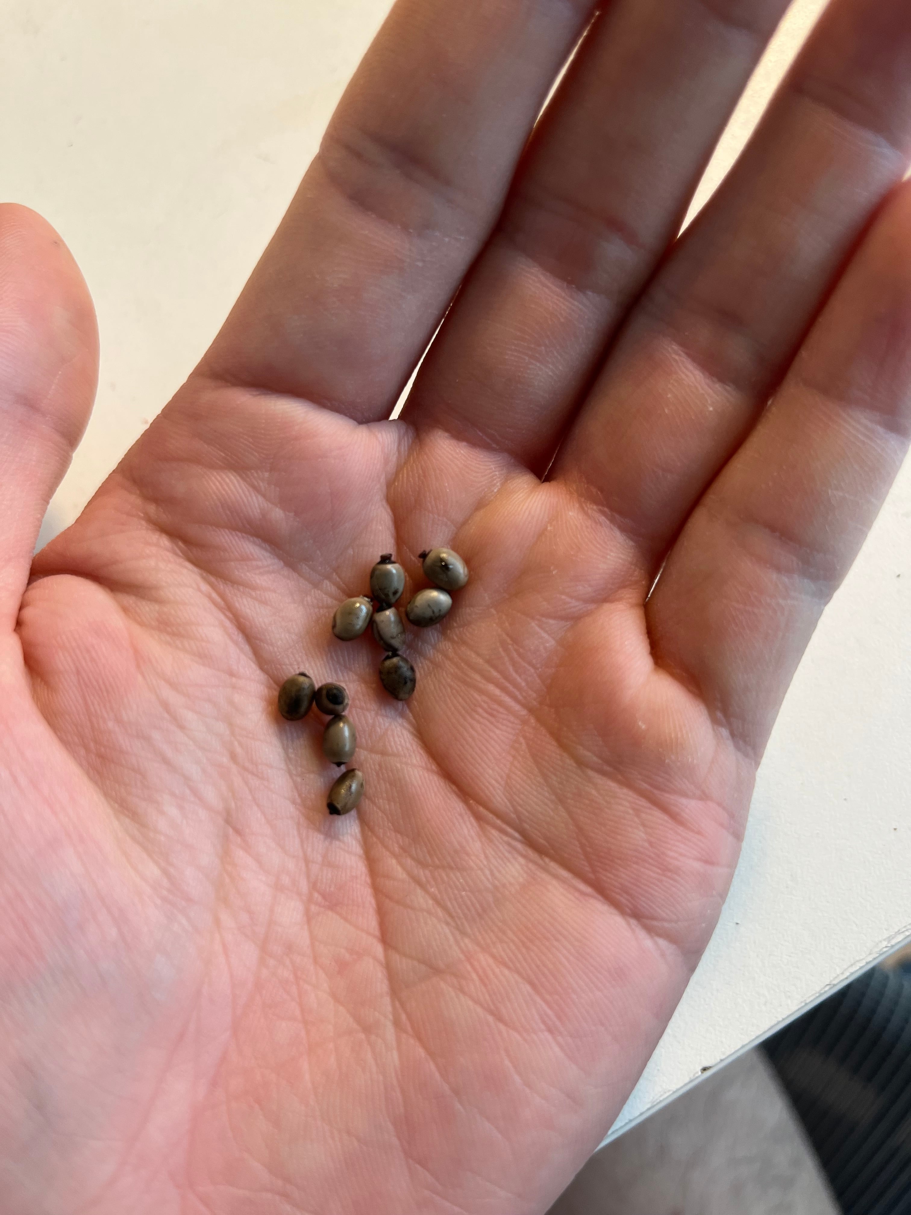 LAST10個】Tirachoidea jiantengligensisナナフシの卵昆虫標本昆虫最