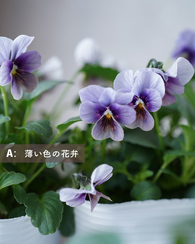 ビオラ　藍月（あいづき）　３号