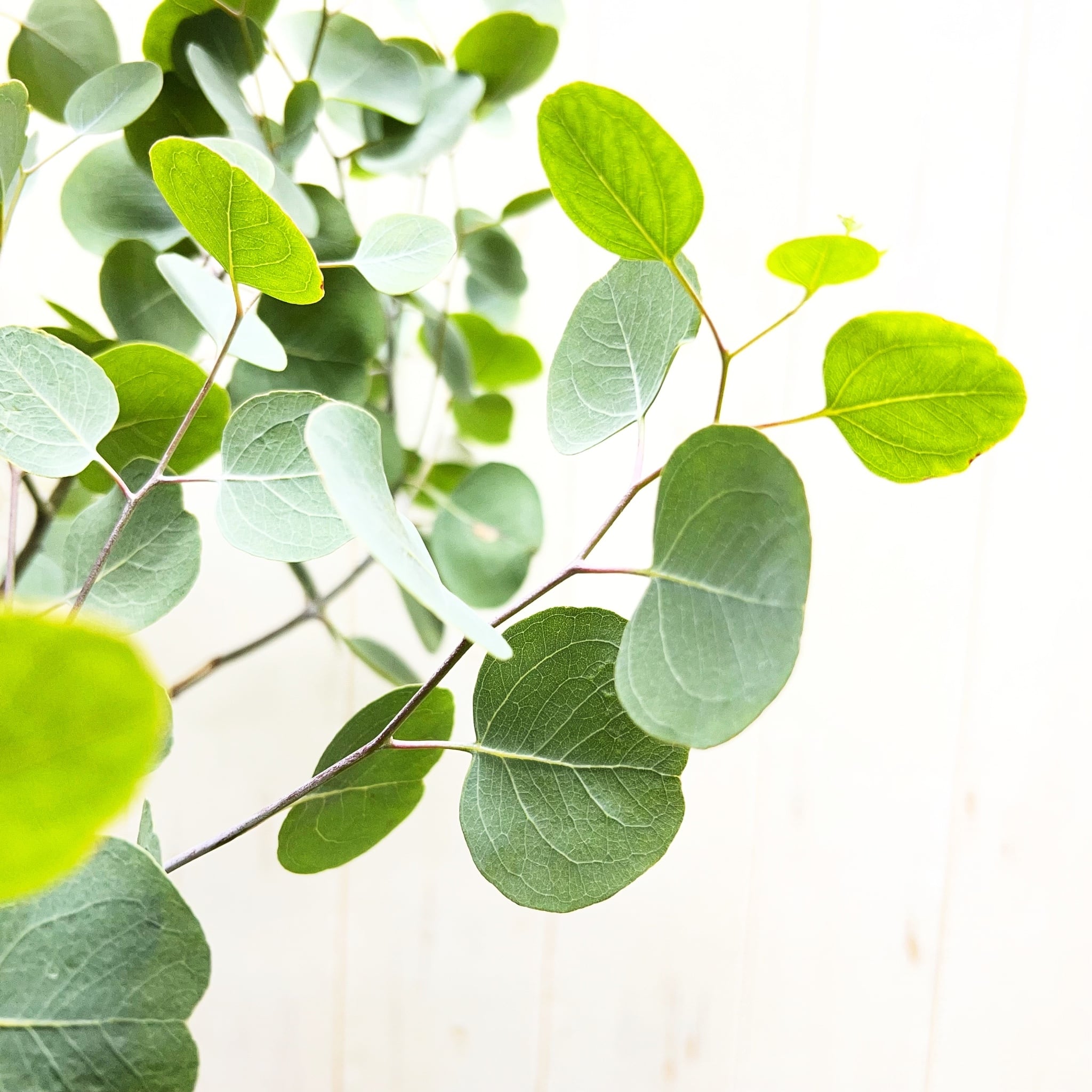 厳選樹形 幹太め ユーカリ ポポラス | PLANTS SHOP OLIVE