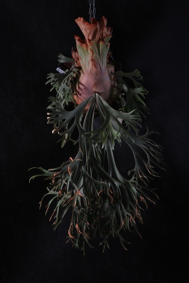 P.Willinckii 月光爪哇 Pups