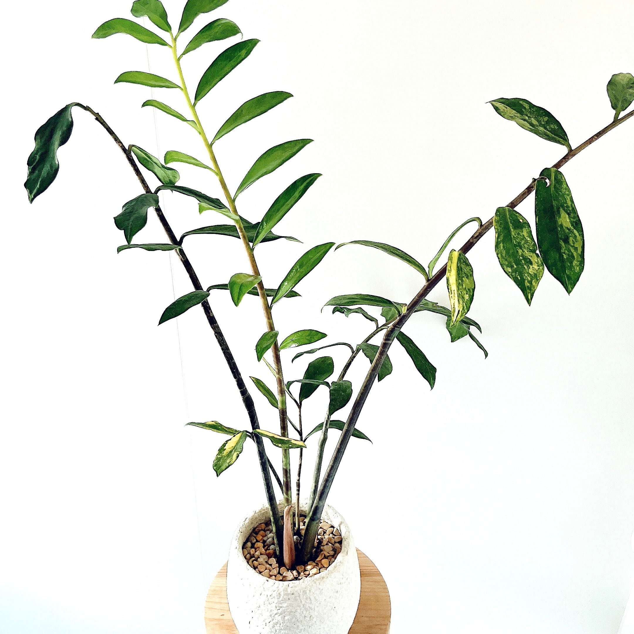 PremiumPlants】斑入り ザミオクルカス セメント鉢仕立て 受皿calm