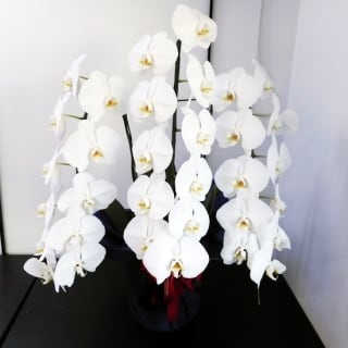 大輪胡蝶蘭3本立 27輪～29輪 | 蘭や洛齊（蘭やらくさい）｜京都の胡蝶