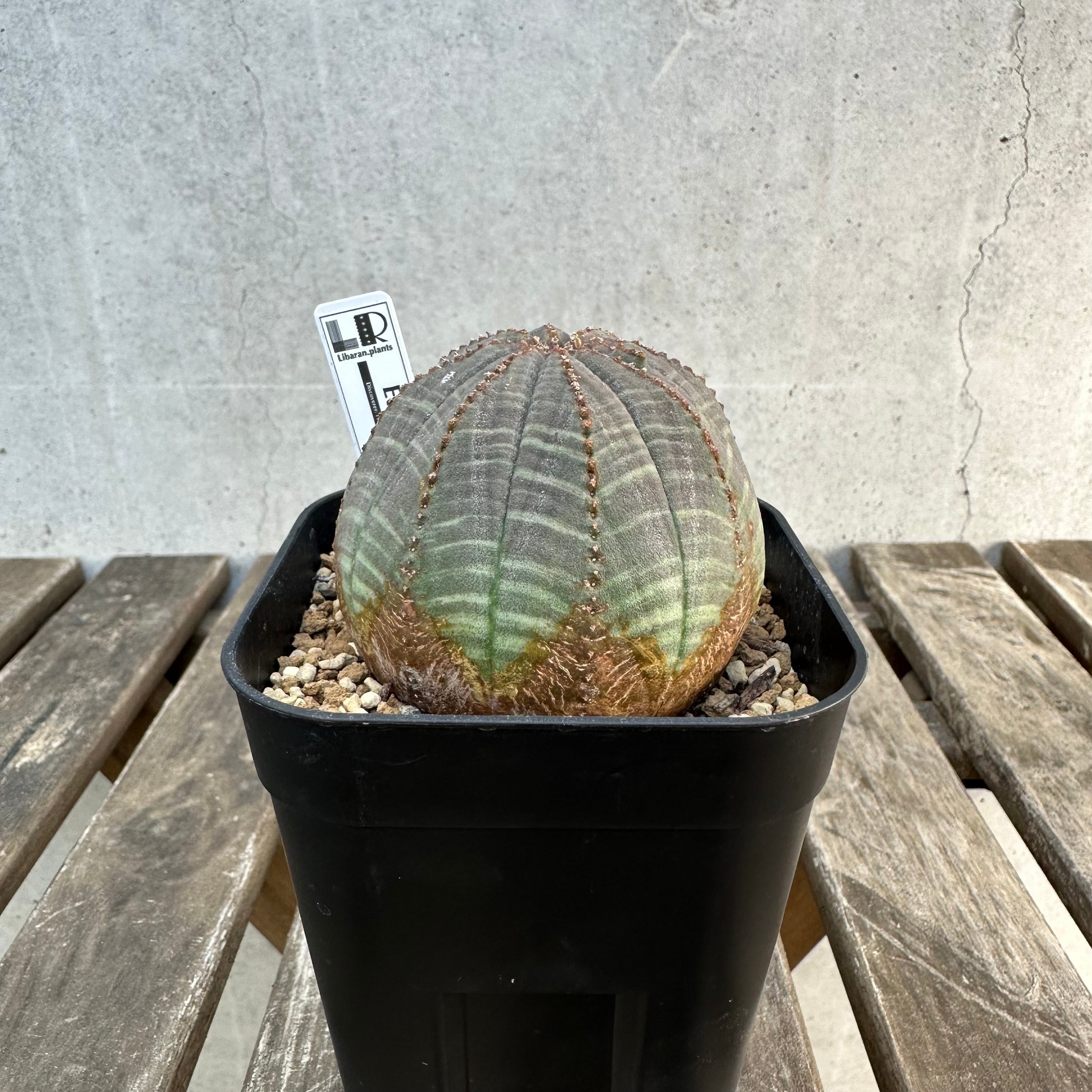 Libaran_Plants〜ユーフォルビア オベサ 専門店オンラインスト〜