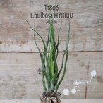 【送料無料】bulbosa HYBRID M〔エアプランツ〕現品発送T1806