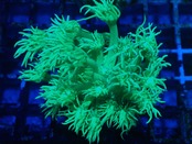 Goniopora Green 4