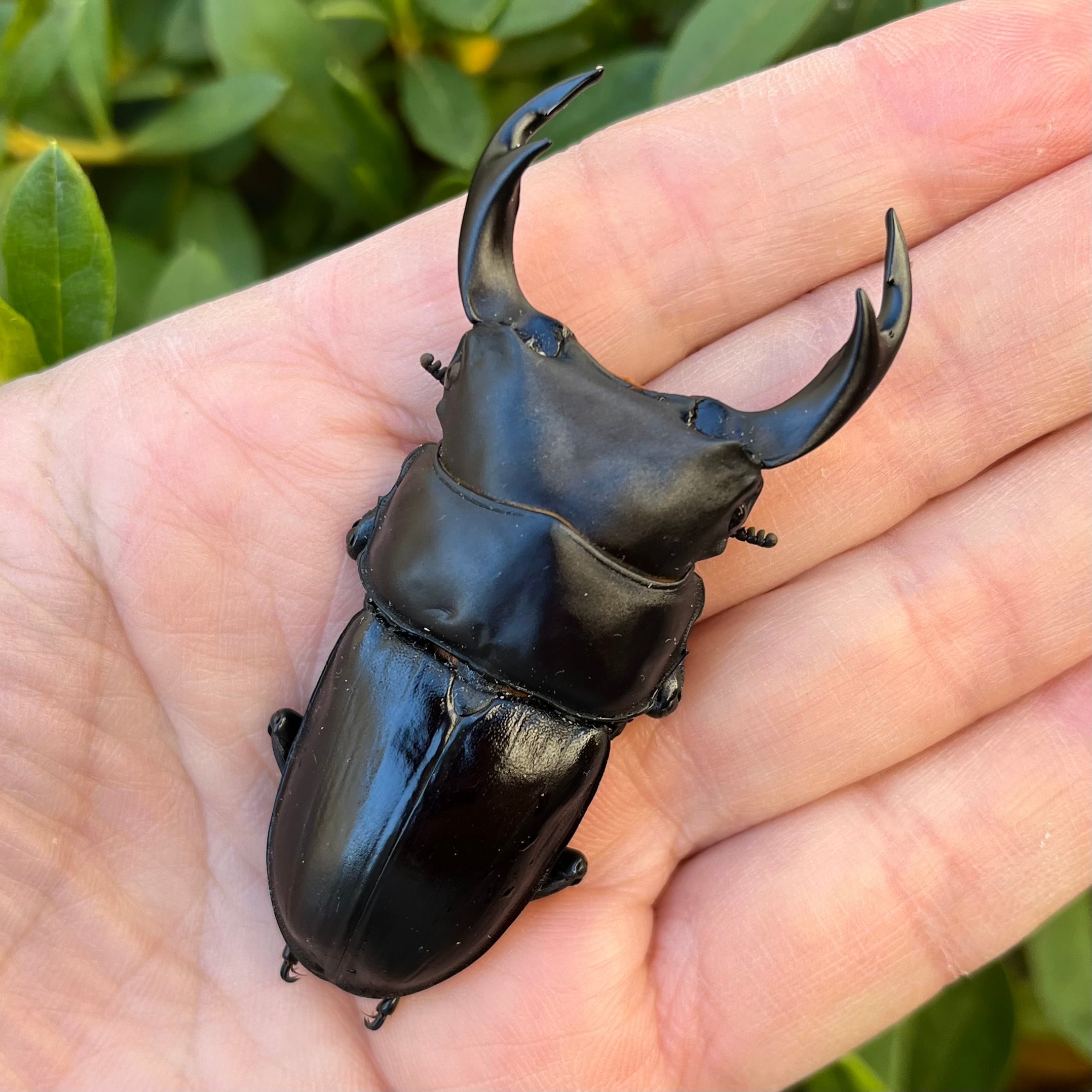 タランドゥスオオツヤクワガタ ペア 大型血統タランドゥスオオツヤ 