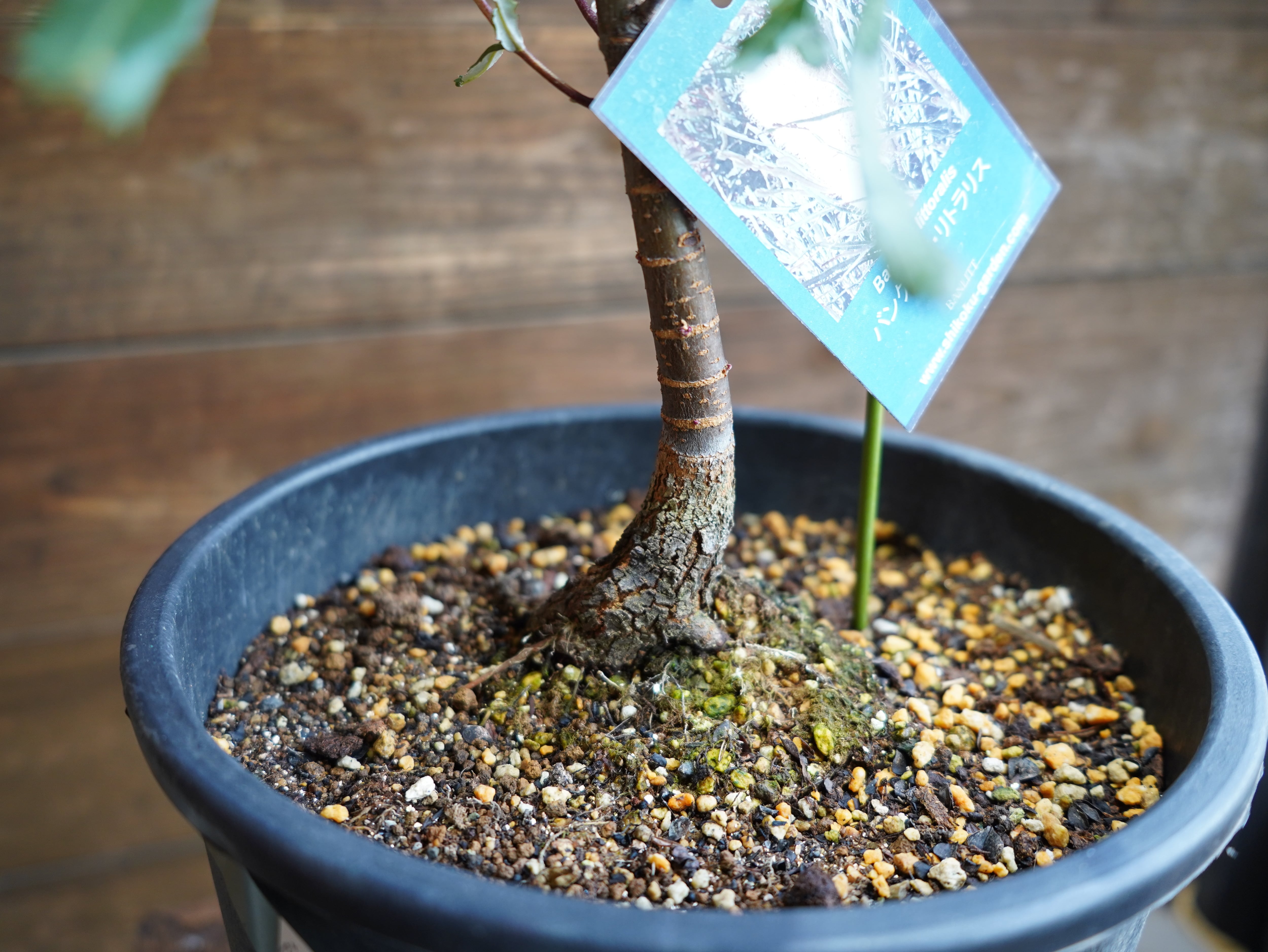 【現物】バンクシア　”リトラリス”