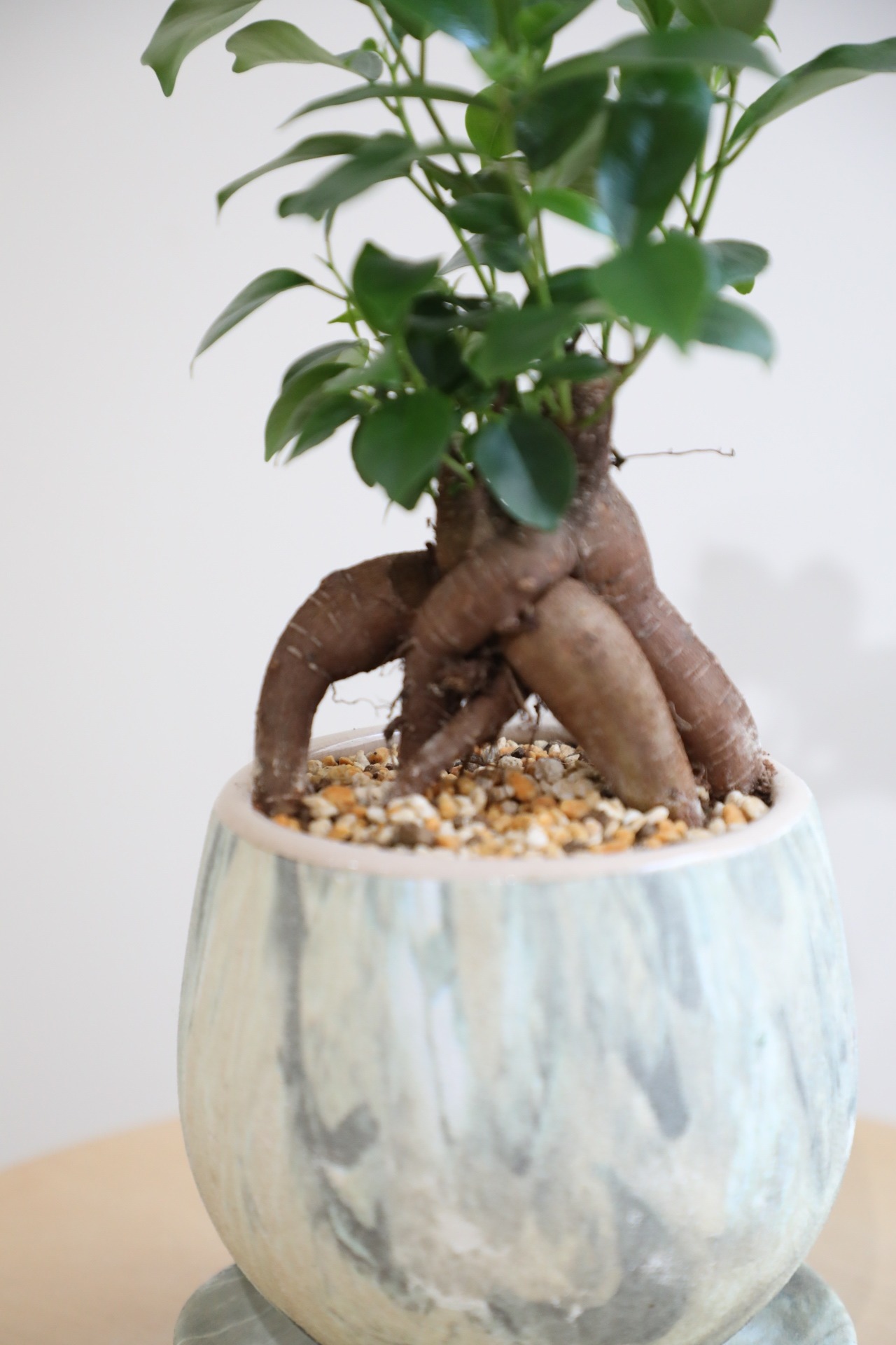 【S】ガジュマル/Ficus microcarpa