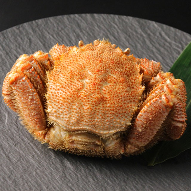 白老産冷凍毛かに 超特大 600ｇ 株式会社マルカン本間水産